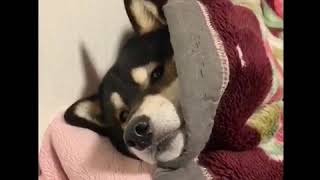 【柴犬大河】おはようございます！寝起きドッキリされる柴犬