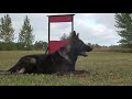 Kraftwerk K9 German Shepherd - Willing to perform!