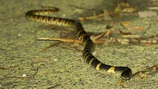 散歩中のアカマタ　Ryukyu odd-tooth snake　奄美大島