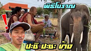 ปะชิ-ปะซะ ช้างคืออะไร❓พิธีกรรมโบราณ 👍एक हाथी,elephant