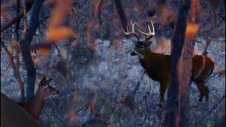 STUD Kansas Buck! DIY Self-Filmed Bowhunting!