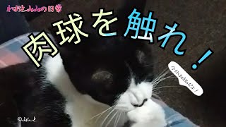 肉球を触らせてくれる猫