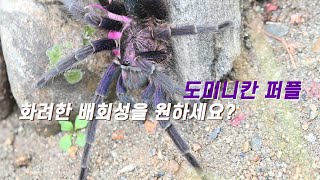 배회성이 이렇게 화려하다고? 도미니칸 퍼플