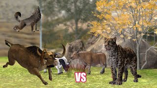 The wolf and the leopard conspired to attack the bull. #FUNNY