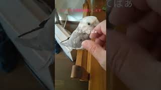 【短編5】ごまちゃん、朝からカキカキ【オカメインコ】#インコ #オカメインコ #ベタ慣れ