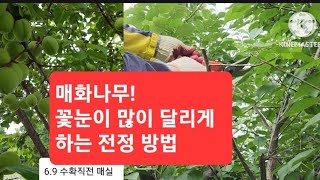 매화나무 수형 줄이고, 개화 많이 하게 하는 전정 방법!#garden #gardening #funny #8개월아기 #funny #cute #cute #plants #유실수 #나무