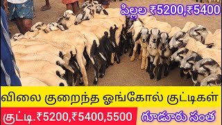 விலை குறைந்த ஓங்கோல் குட்டிகள்.குட்டி ₹5200,₹5400,₹5500