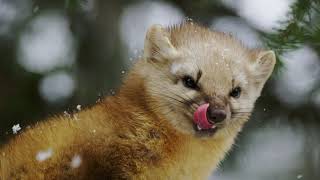 American Marten