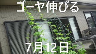 見よう見まね菜園　ゴーヤ伸びる　7月12日