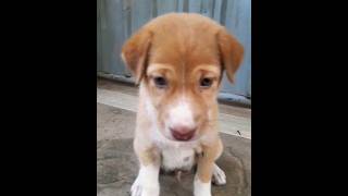 அது ஒரு காலம் # MR.ராதா # Puppies # Short