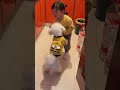 女儿和狗狗抢玩具   Daughter and dog fight over toy