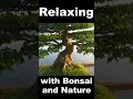 relaxing in nature with bonsai tree tedy boy of indonesia bonsai nature