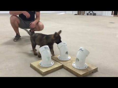 The Cutest Police Dog in Training || ViralHog The Cutest Police Dog in Training || ViralHog