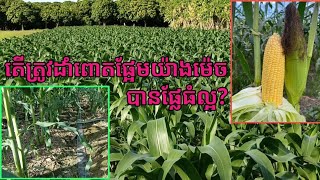 តើពោតផ្អែមគេដាំយ៉ាងដូចម្ដេច?