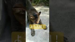 猫はシッポの付け根を軽く叩かれると喜びます。