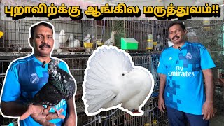 அழகு புறாக்களுக்கு ஆங்கில மருத்துவம்!! | fancy pigeon farm in tamil |