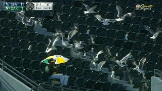 SEA@OAK: Seagulls swarm a fan in the crowd