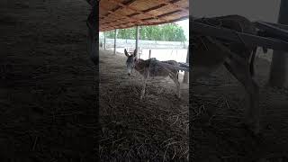 donkey funny video 😂😂😂😂😂😀