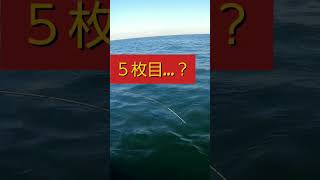 東京湾❰真鯛❱好調……になってないと言いたい俺は！今回も色々釣れて楽しんできまさした！ #イナダ #東京湾 #鯛ラバ #エギング #スミイカ  #fishing  #釣りガール  #キャスティング