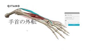 手首の外転【#D24】（橈側手根屈筋、長橈側手根伸筋、短橈側手根伸筋、長母指外転筋、長母指伸筋、短母指伸筋）