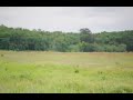 dickcissel bird call june 22 2017 texas