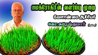 மைக்ரோகிரீன் வளர்ப்பு முறை வேளாண்மை சுரேஷ்குமார் #microgreens #agriculture #microgreen #farmer #agri