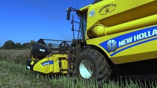 Żniwa rzepaczane #New Holland TC5.70 #Młócenie rzepaku #2017 #Czarne żniwa