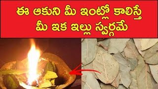 ఈ ఆకుని మీ ఇంట్లో కాలిస్తే మీ ఇక ఇల్లు స్వర్గమే | Burn Bay Leaf To Turn Your Home Into A Haven