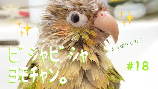 【ウロコインコ】よも日記#18