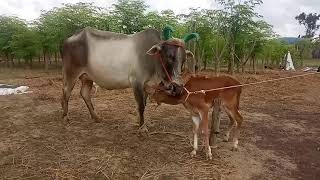 (9751583840)உம்பளச்சேரி  இன பெருங்கூட்டு   பால்   வர்க்க   மயிலை  மாடு  காளைக்கன்று