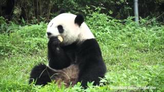 20151025 圓仔的窩窩頭時光 The Giant Panda Yuan Zai @Taipei zoo