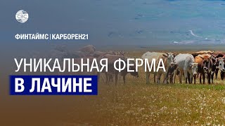 Яки из Кыргызстана пасутся на пастбищах Азербайджана — уникальная ферма в Лачине