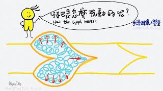 【 手護健康小學堂 】淋巴是怎麼流動的呢？ How Does the Lymph Move?