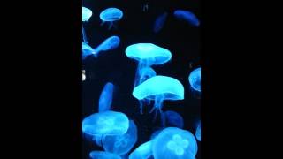 クラゲ Jellyfish  京都水族館