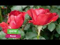 नेपालीमा फूलहरुको नाम flowers name in nepali