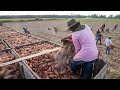 Amazing Agriculture Technology Sweet Potato Farming