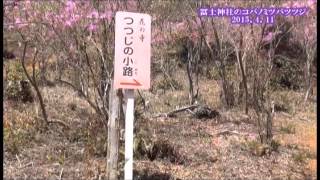 20160211冨士神社のコバノミツバツツジH27