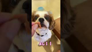 ちゃんと《待て》ができるかな？ #キャバリア #キャバリアキングチャールズスパニエル #cavalier #dog