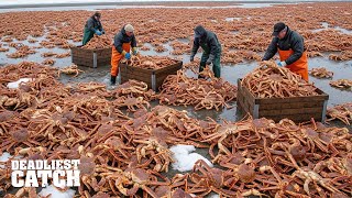 Invasive Royal Crab: How This Species Is Taking Over Northern Seas and Costing the U.S. Millions