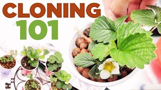 How to Clone Strawberry Plants EASY – Runners 101 – Soil vs. Hydro vs. Coco Coir