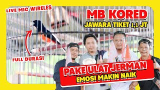 [MB KORED] Murai Batu Setingan Ulat Jerman Murai Kored Majalengka Piala dansat brimob DEACAR HoBi ID