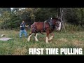 WHY HARNESS? Clydesdale Horse Training Progress