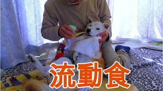 パパの介助で流動食を飲む柴犬ちゃめ