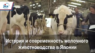 История и современность молочного животноводства в Японии