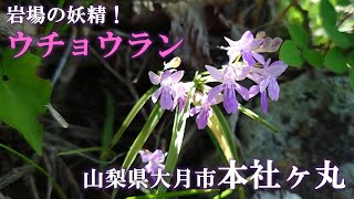 岩場の妖精・ウチョウランに会いに【山梨県大月市 本社ヶ丸】絶景と美しい野生ランに出会うソロ登山！…熊にも会っちゃいました（汗）（2024/7/7）