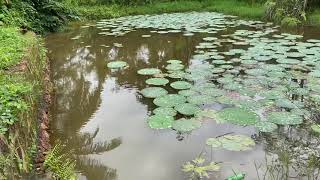 കാളീശ്വരം ക്ഷേത്രം , തൃക്കരിപ്പൂർ