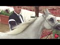 n 119 hibat al shaqab 2019 al shaqab arabian horse show festival mares 4 6 years old class 5a