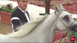 N 119 HIBAT AL SHAQAB   2019 Al Shaqab Arabian Horse Show Festival   Mares 4 6  Years Old Class 5A