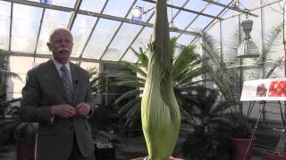 Titan Arum Lifecycle