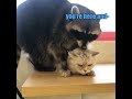 Raccoon vs Catnip